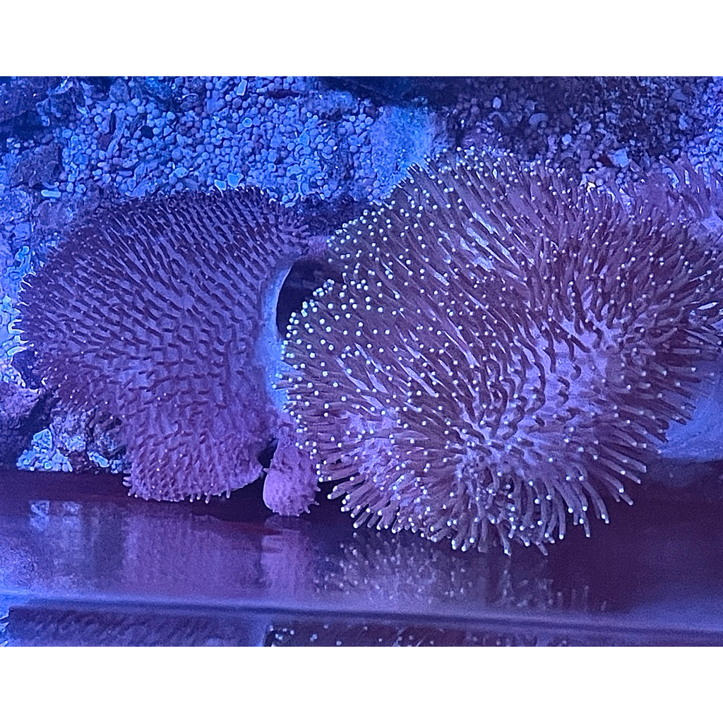 hiasan coral softies payungan hijau