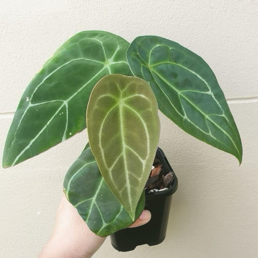 Kuping gajah forgetti | Tanaman antorium forgetti | Anthurium forgetti