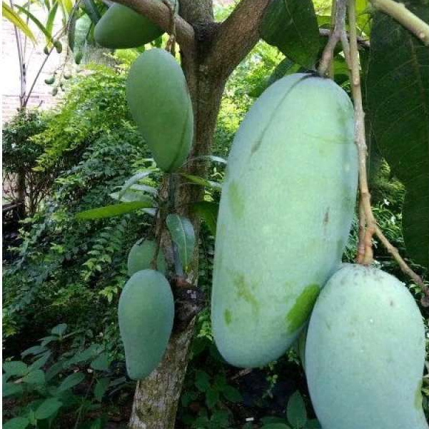 Bibit / Pohon Mangga Kiojay Okulasi Cepat Berbuah