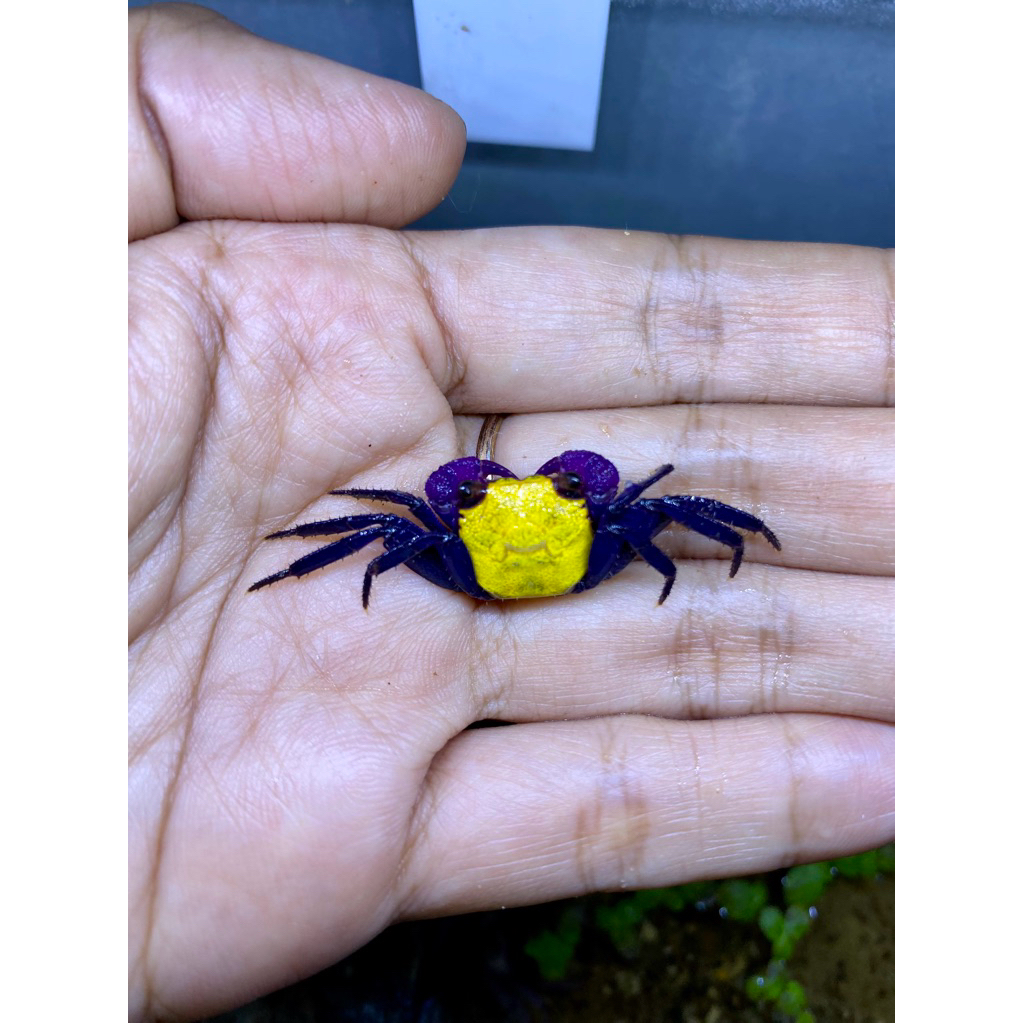Kepiting Hias Vampire Crab (Lemon)
