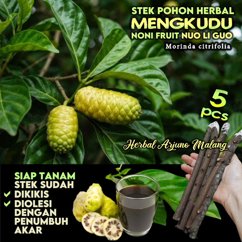 Mengkudu Noni Stek Batang Tanaman Pohon Buah Pace Kemudu Kudu Cangkudu Tibah Bentis Tropis Keluarga 