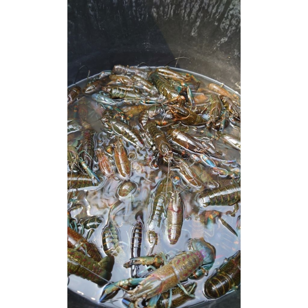 Bibit lobster air tawar 3 inch