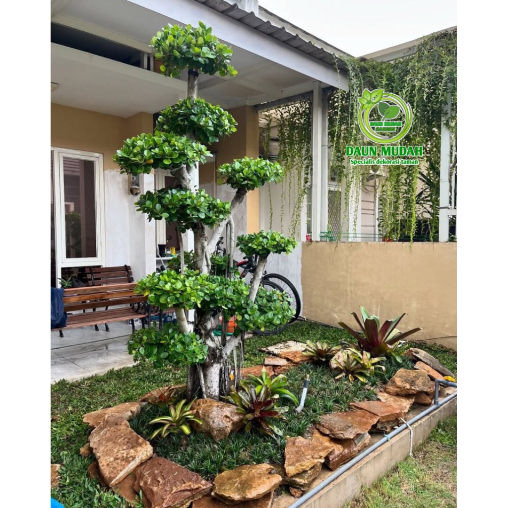 taman bonsai dolar / taman rumput / taman outdoor