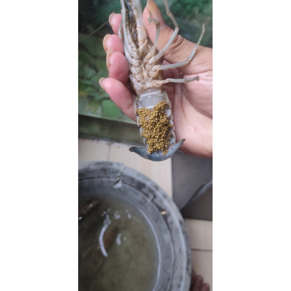 Lobster air tawar indukan gendong telor super Grade A