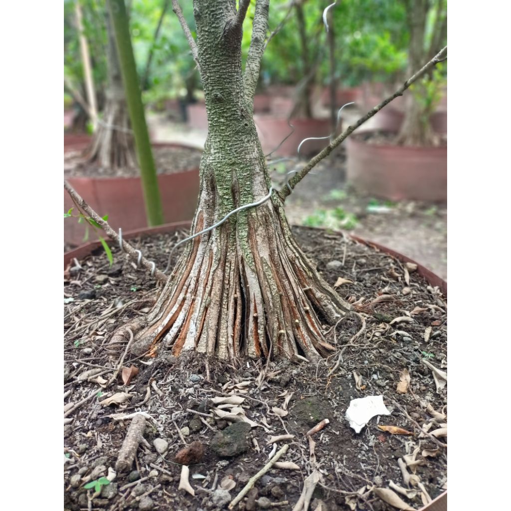 Kimeng Pecah Batang Bonsai Kimeng