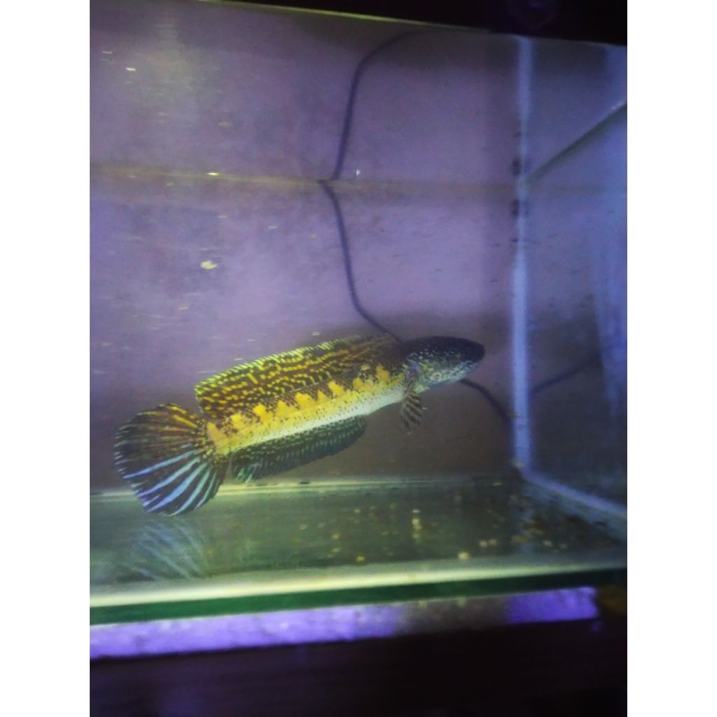 Jual Ikan Channa Auranti bisa mangap-mangap Ukuran 25 cm Sehat Aktif Corak Bagus