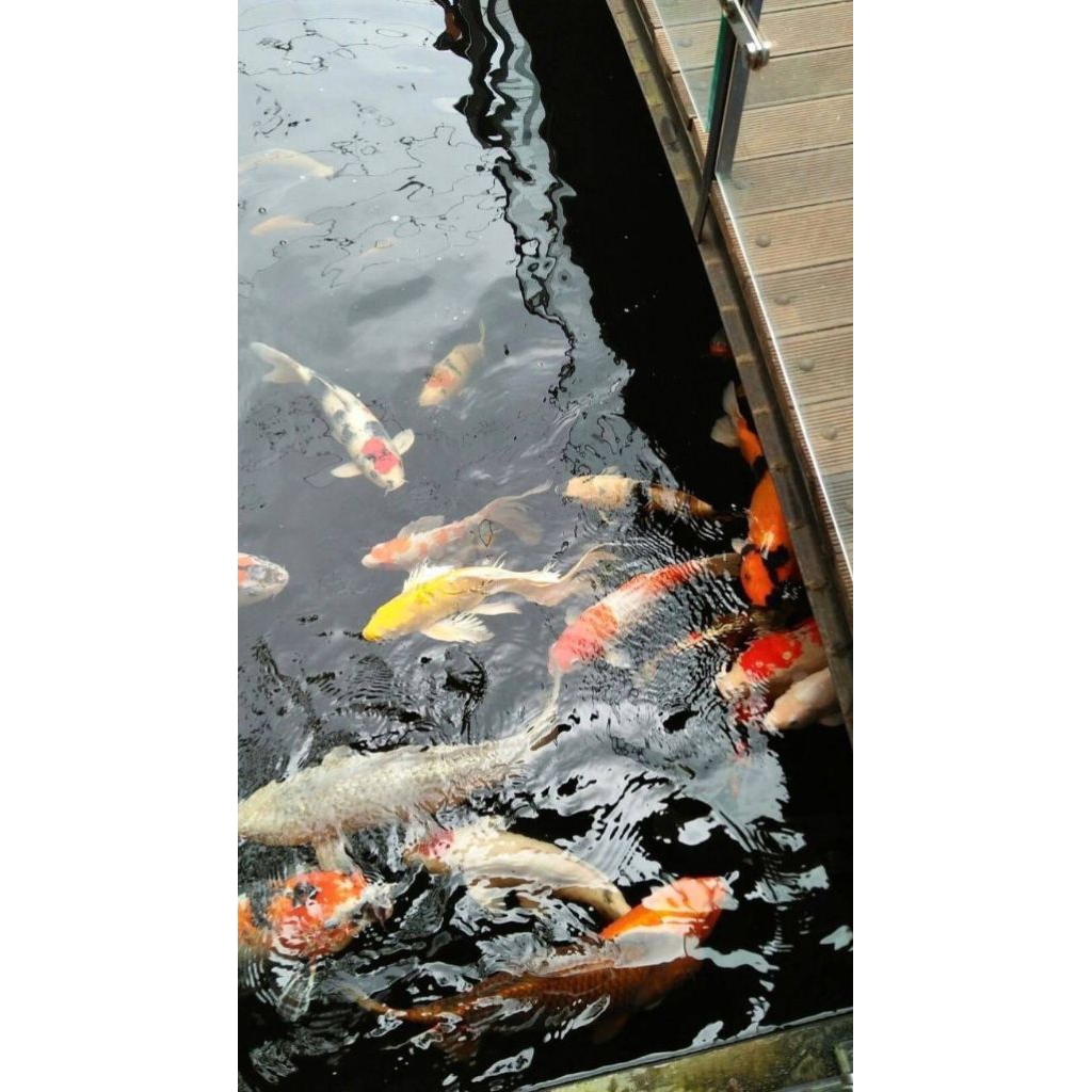 Ikan koi/Ikan mas