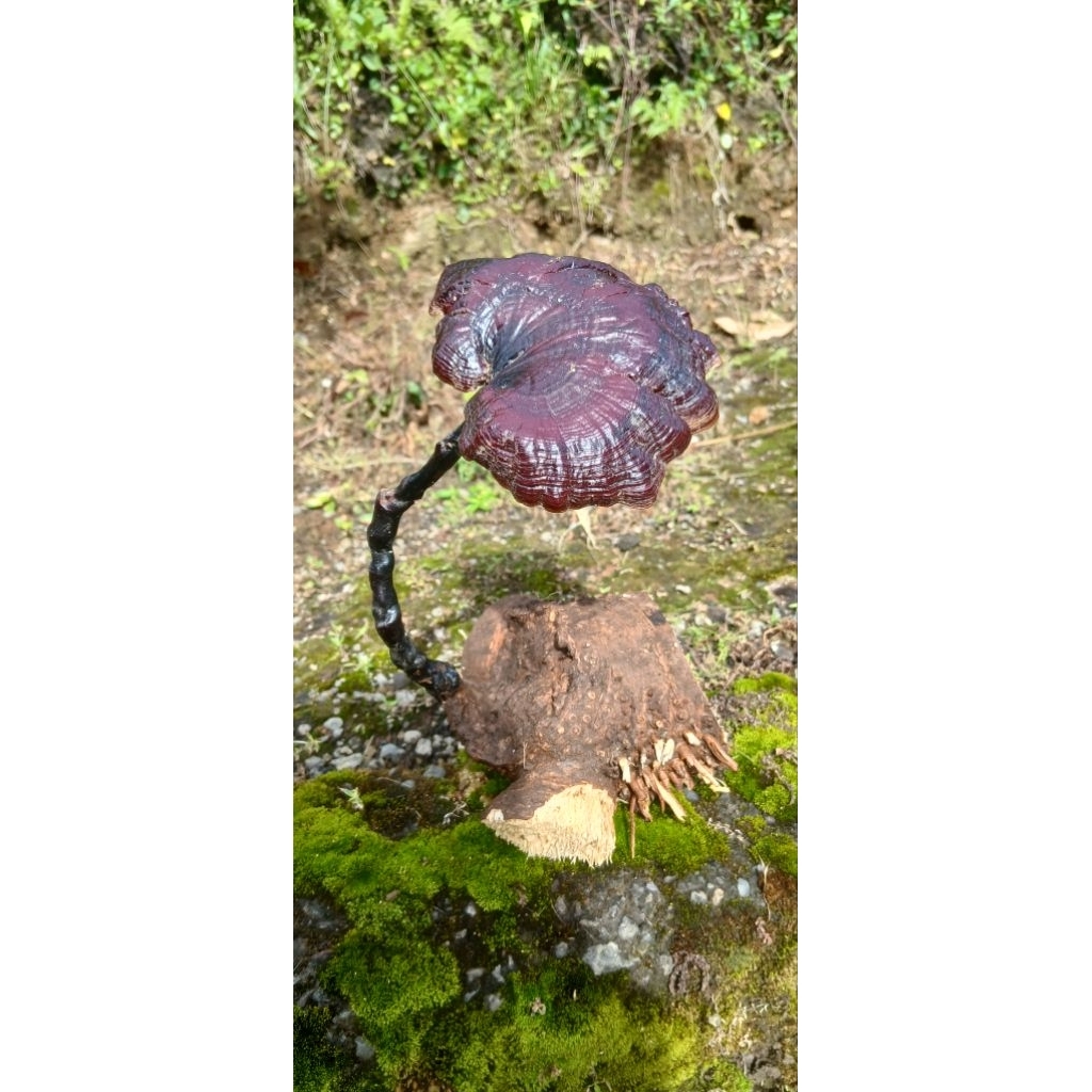 jamur bambu/ong tiing/jamur abadi