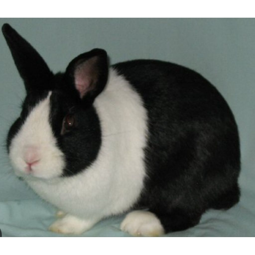 Kelinci Hias Dutch