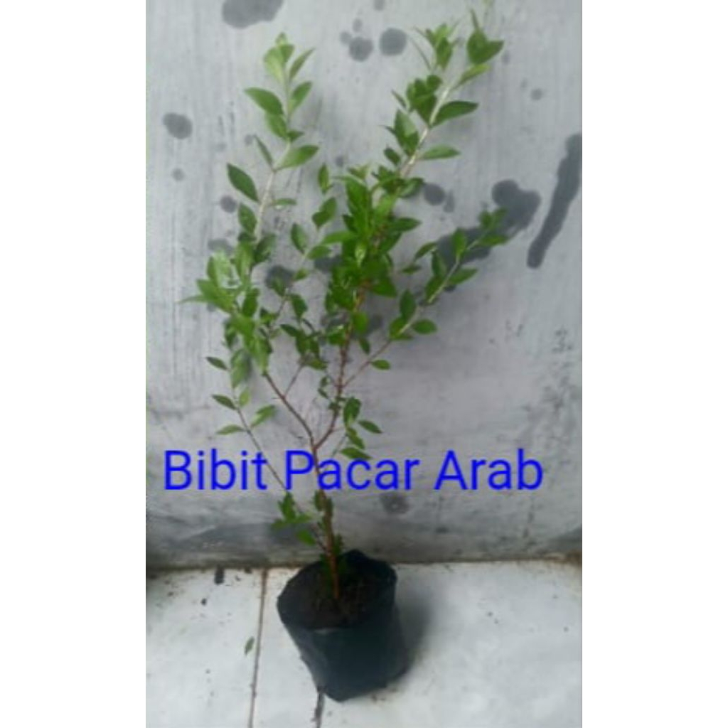 Bibit pacar arab/tanaman Pacar Kuku hena herbal Pewarna alami kuku dan rambut