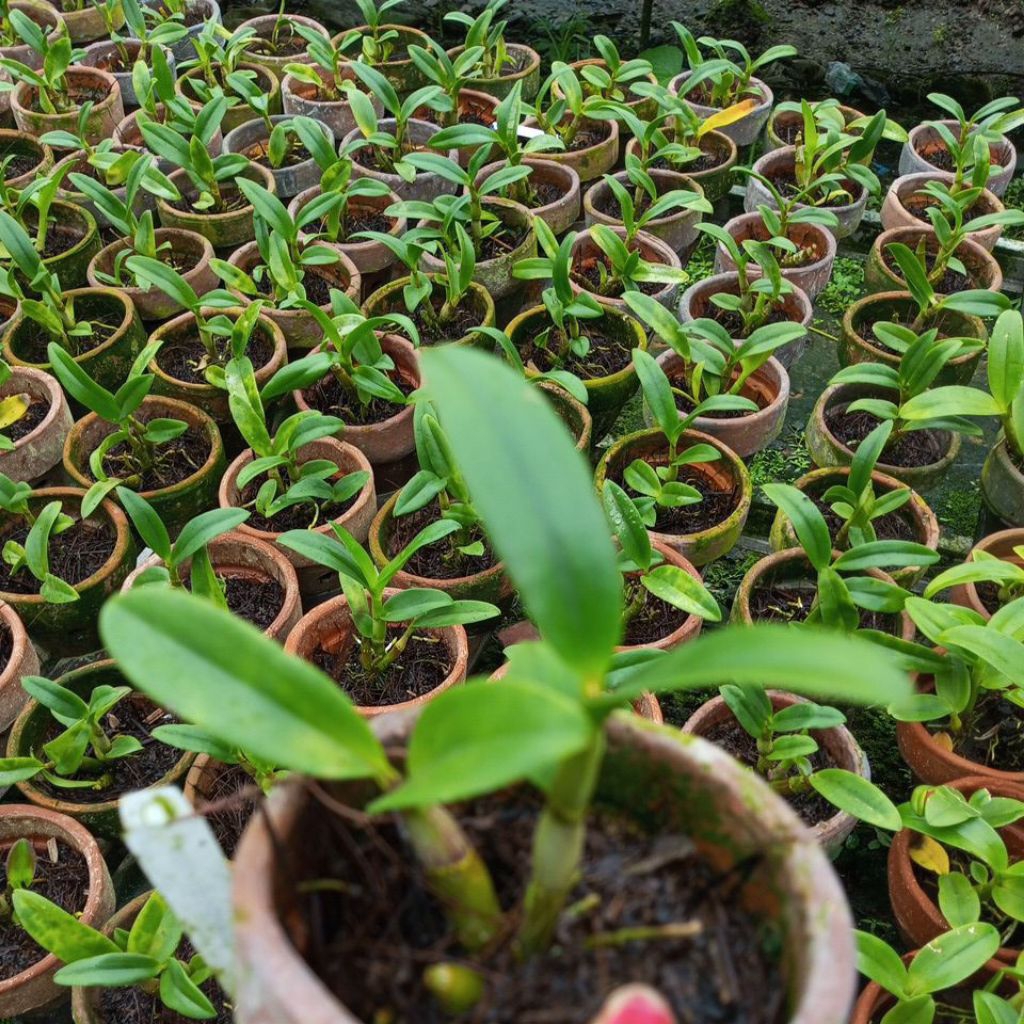 anggrek dendro dewasa