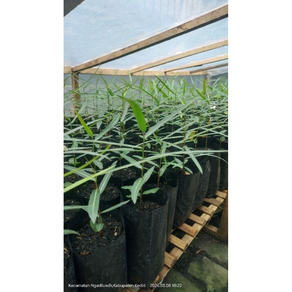 Bibit pohon Bottle Tree Australia/ Brachychiton rupestris/ Botol tree