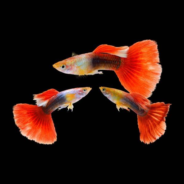 Guppy HB Red Black Gradasi Yellow