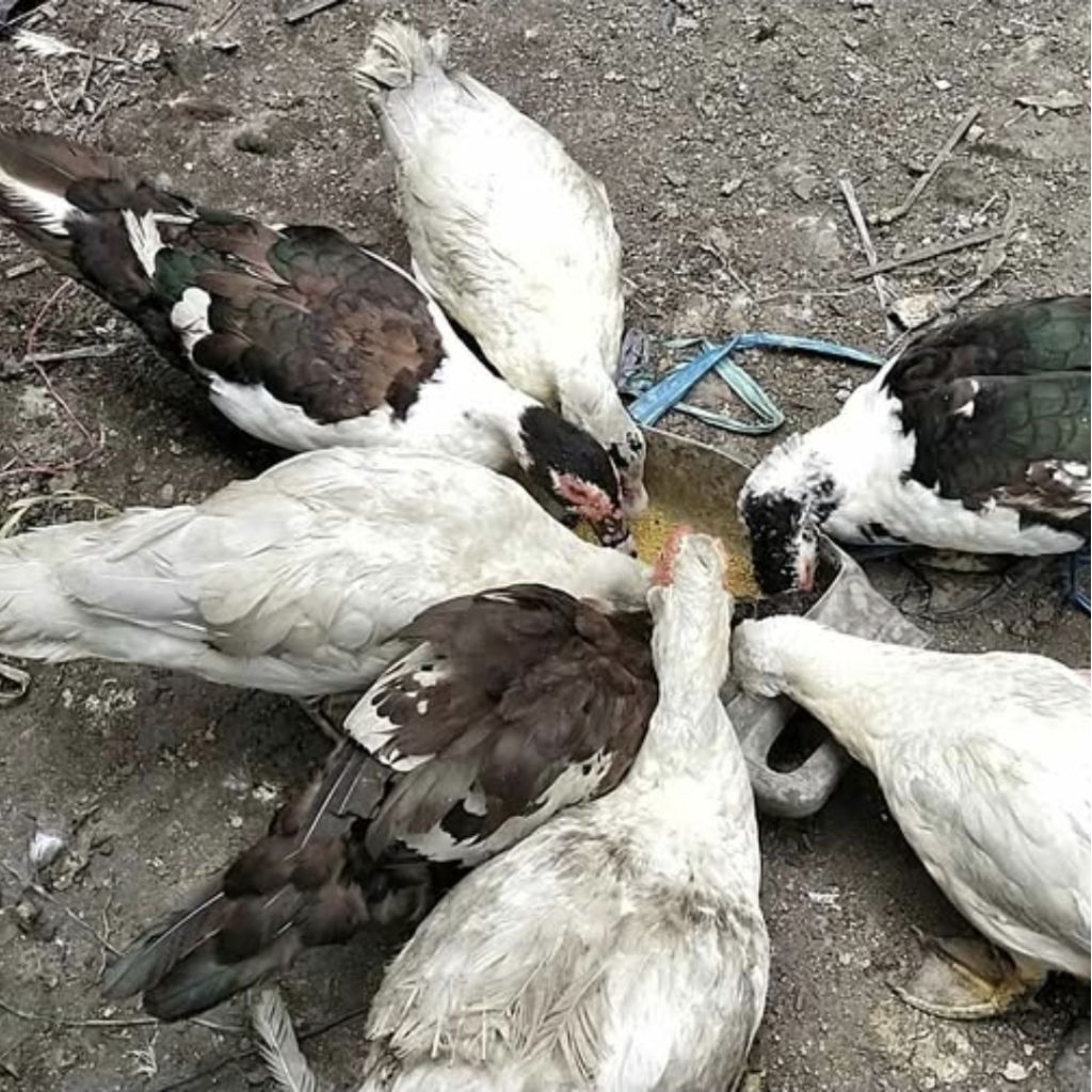 BEBEK ENTOK/MENTOK UKURAN BESAR FRESH SIAP POTONG