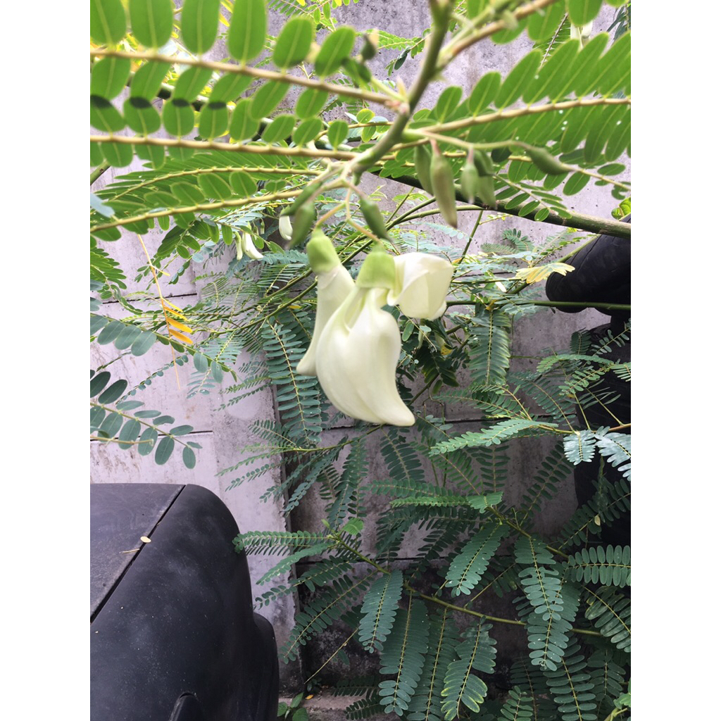 bunga turi / kembang turi