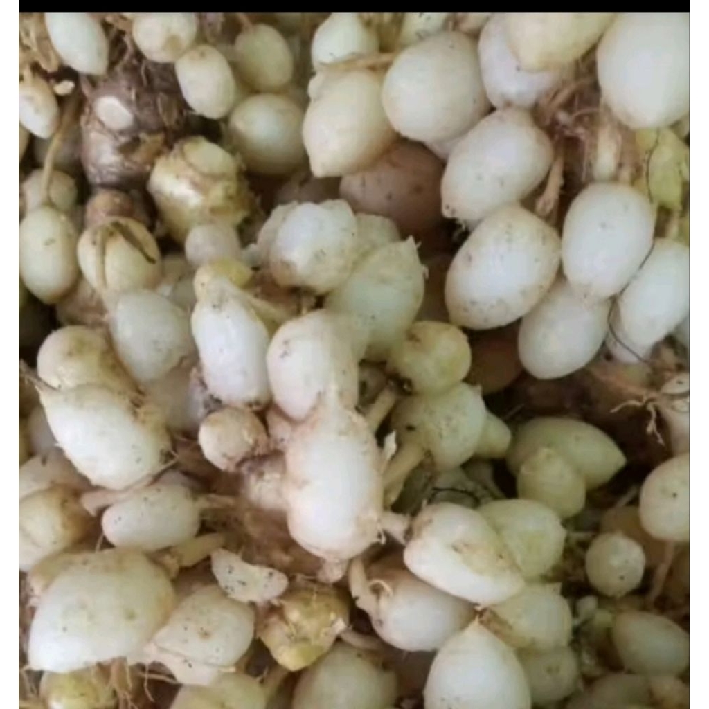 kunyit putih gombyok segar