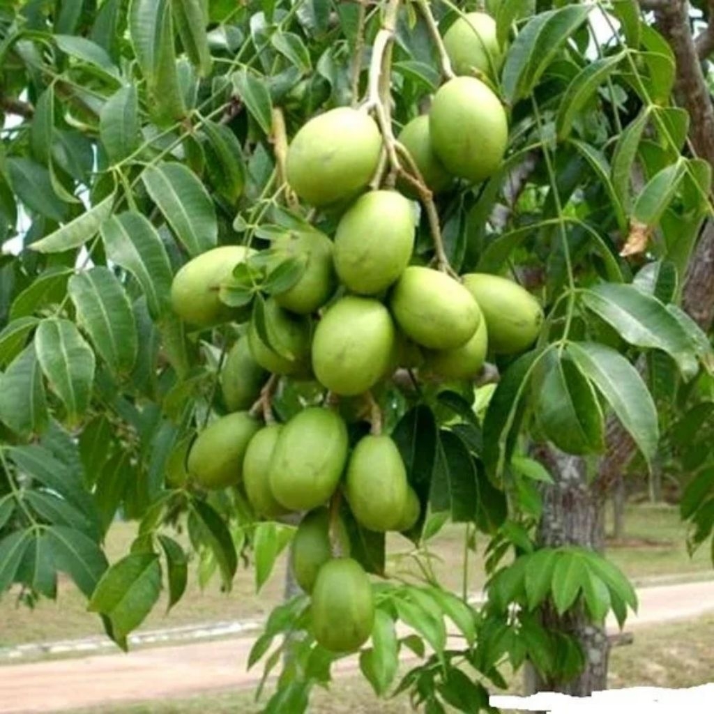 Bibit Kedondong Sudah Berbuah Siap Tanam Hasil Cangkokan
