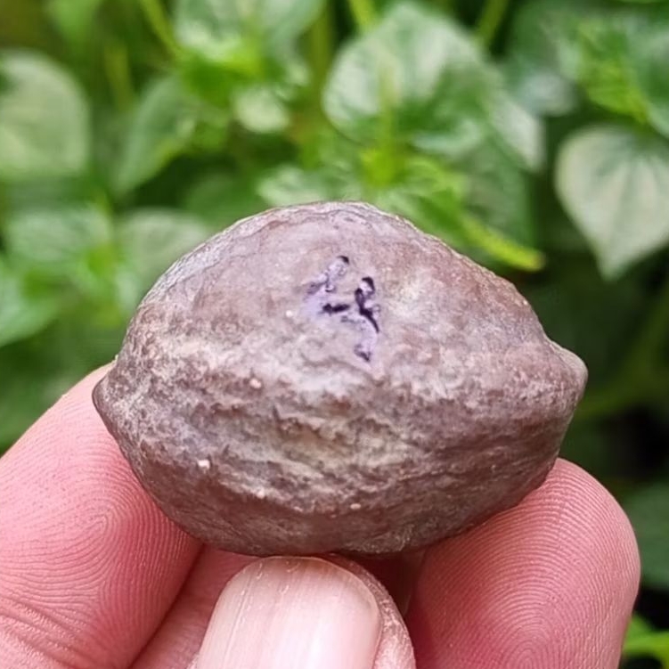 Muncang adu jabra sambalado jr kode 33.