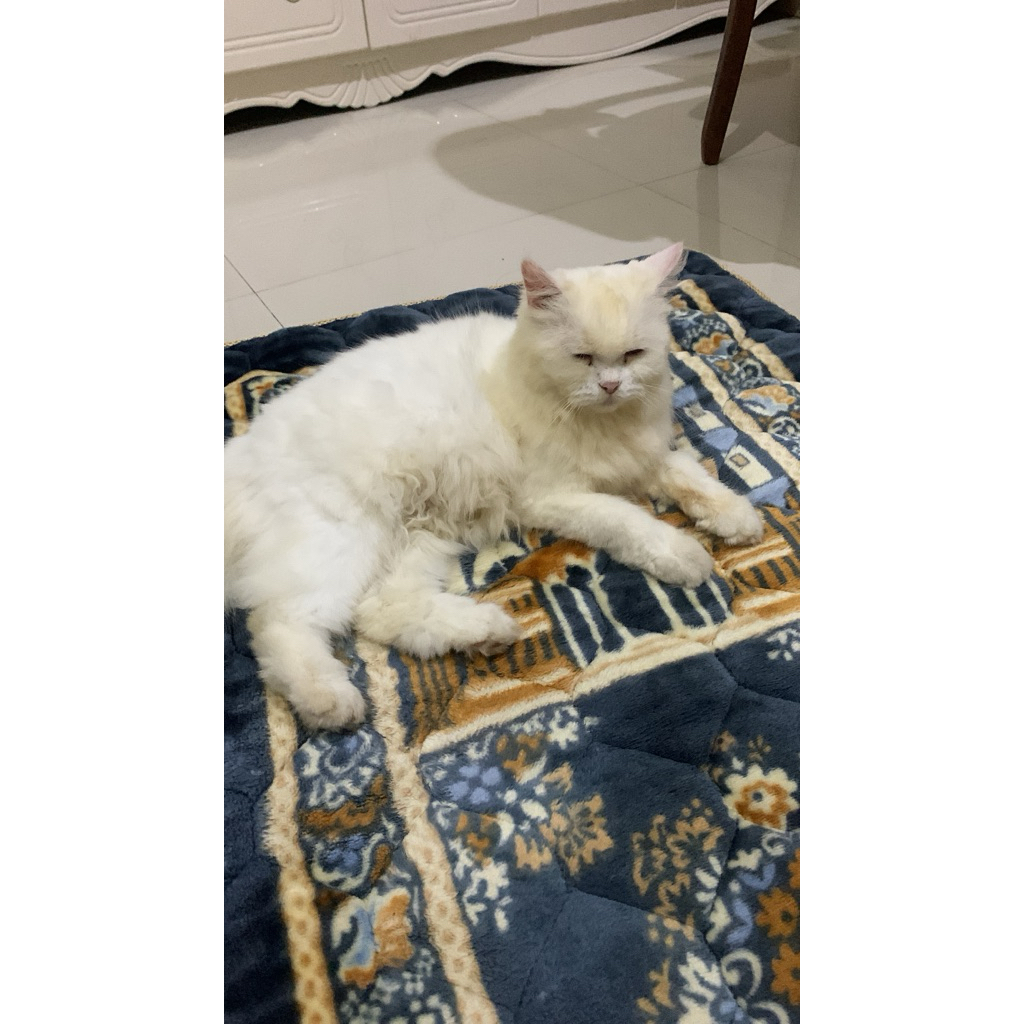 karpet lebaran preloved