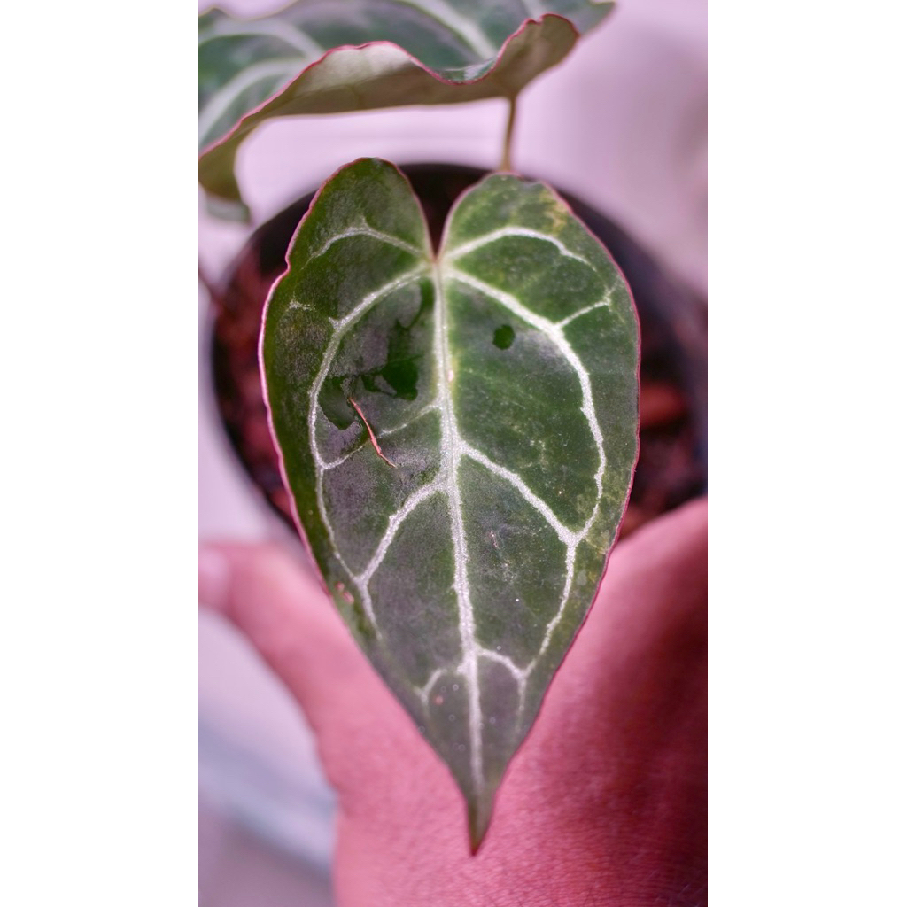 anthurium crystallinum variegata // Kuping Gajah variegata