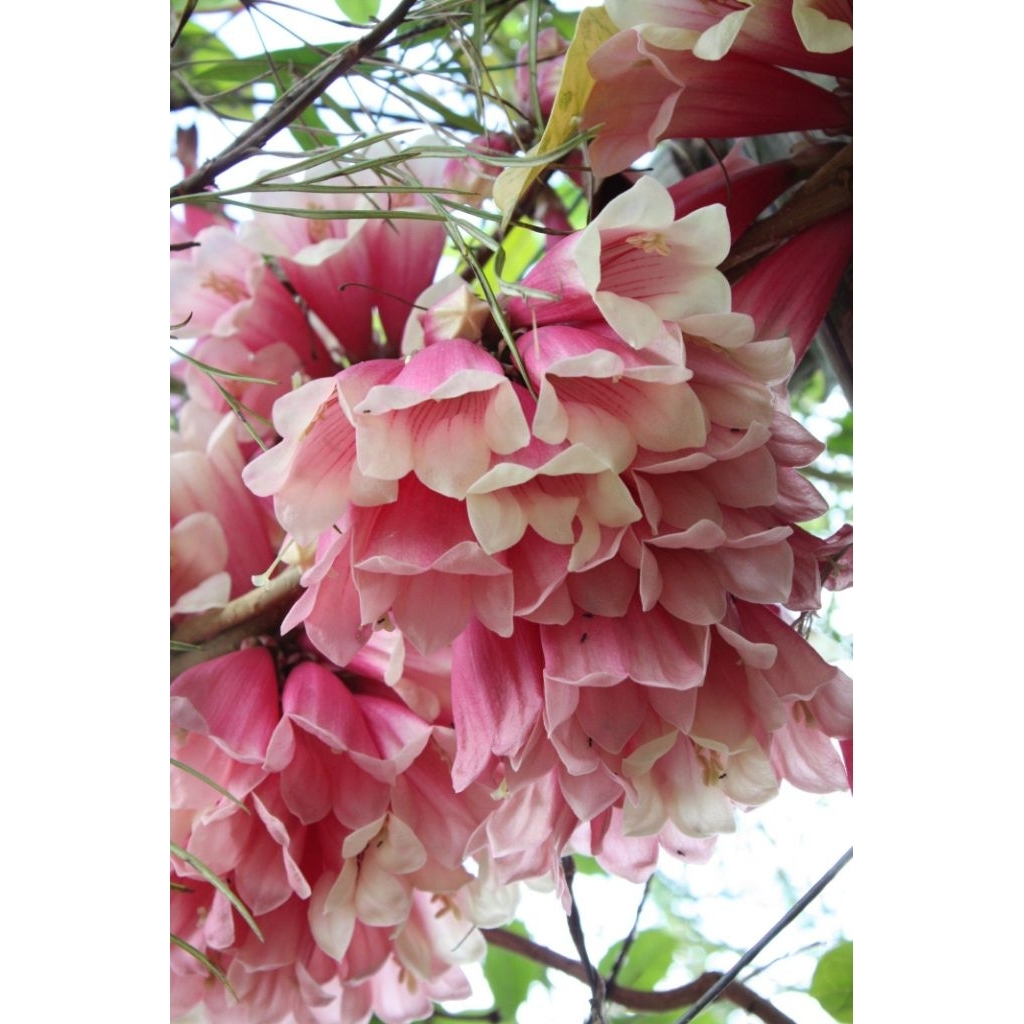 tanaman hias tecomanthe dendrophila / New Guinea Trumpet Vine