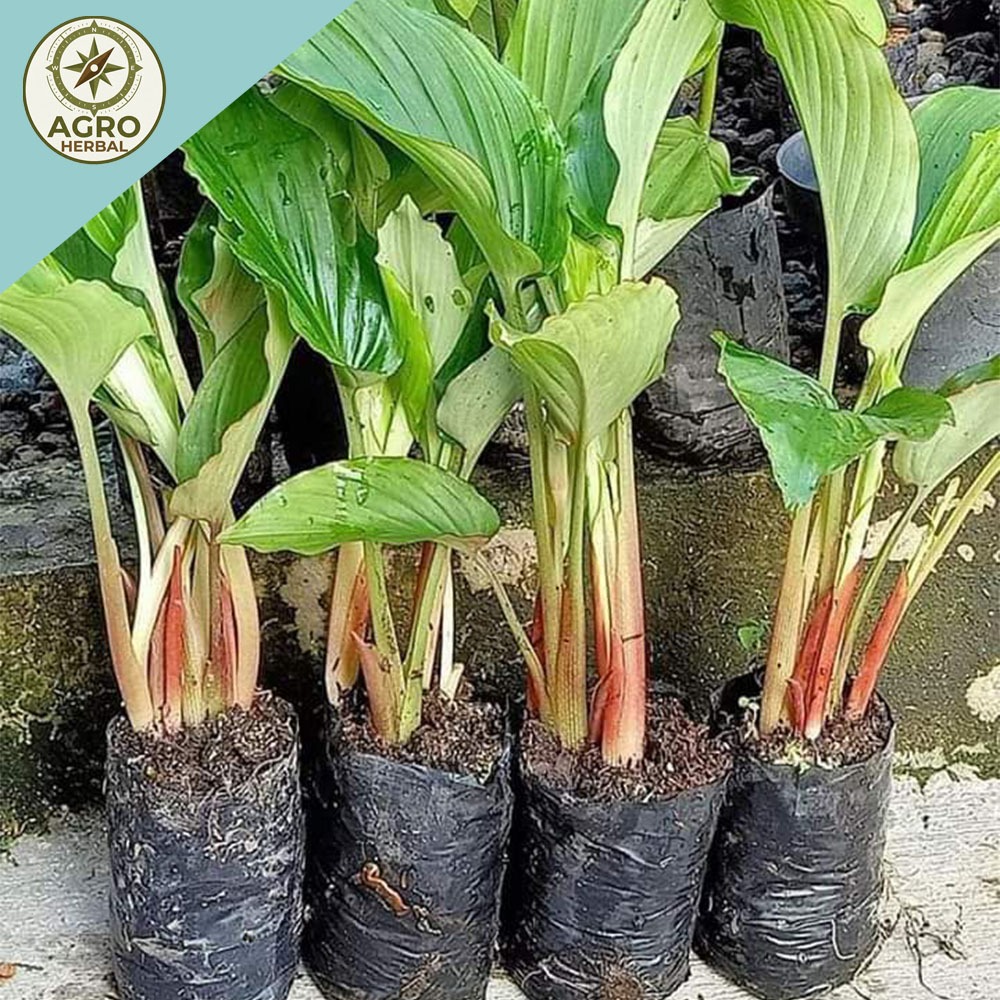 Paket 5 Bibit Kunyit Hitam Asli Dari India Polibeg + bonus