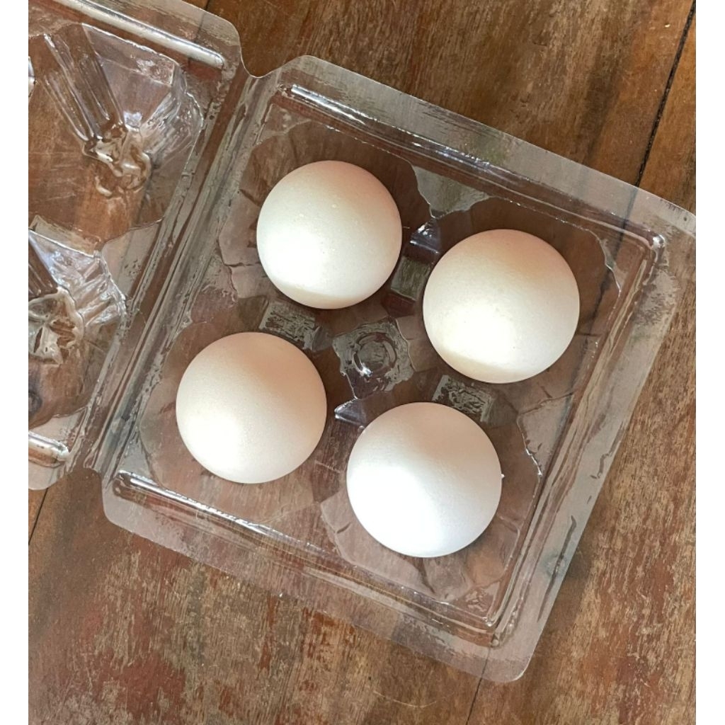 Telur ayam elba FERTIL