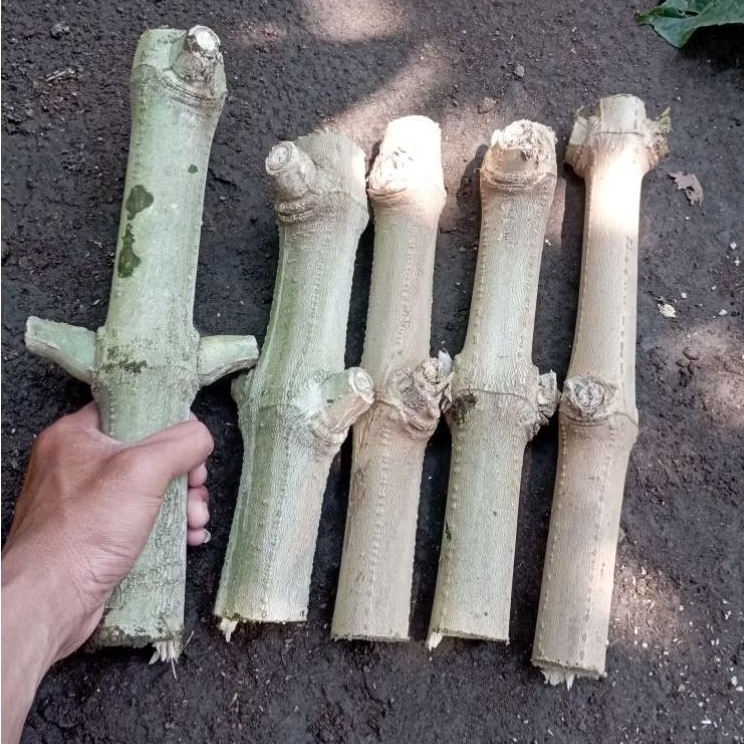 Stek Batang Trichantera Gigantea Batang Jumbo