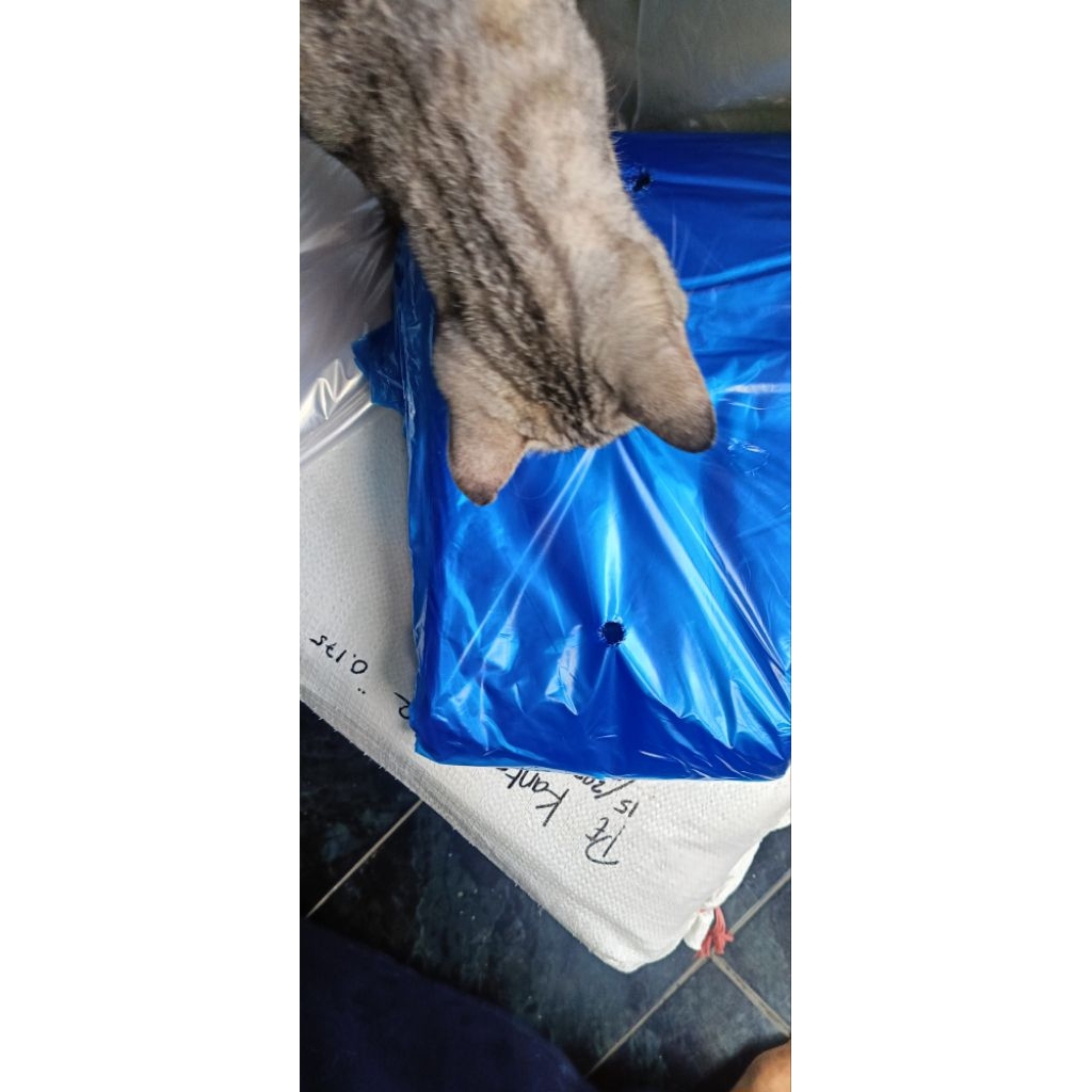 SUPER PREMIUM BRONGSONG Pisang Cavendish Mulai 26rb Partai Besar