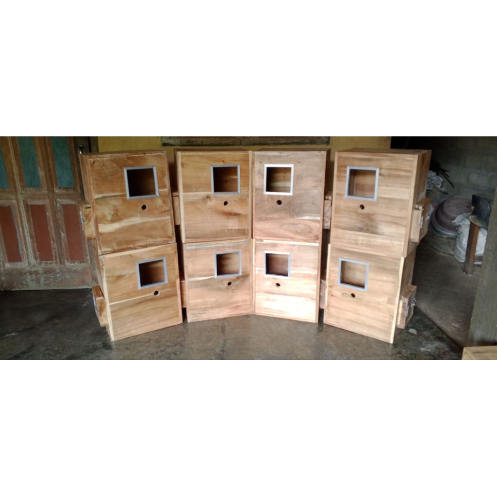 glodok burung Parrot Nuri sunconour ysc falk