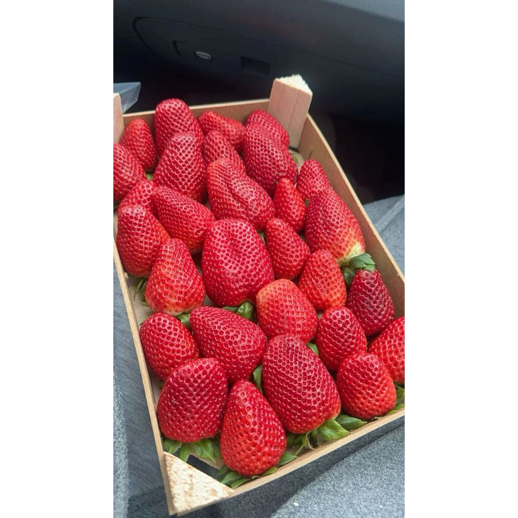 strawberry jumbo