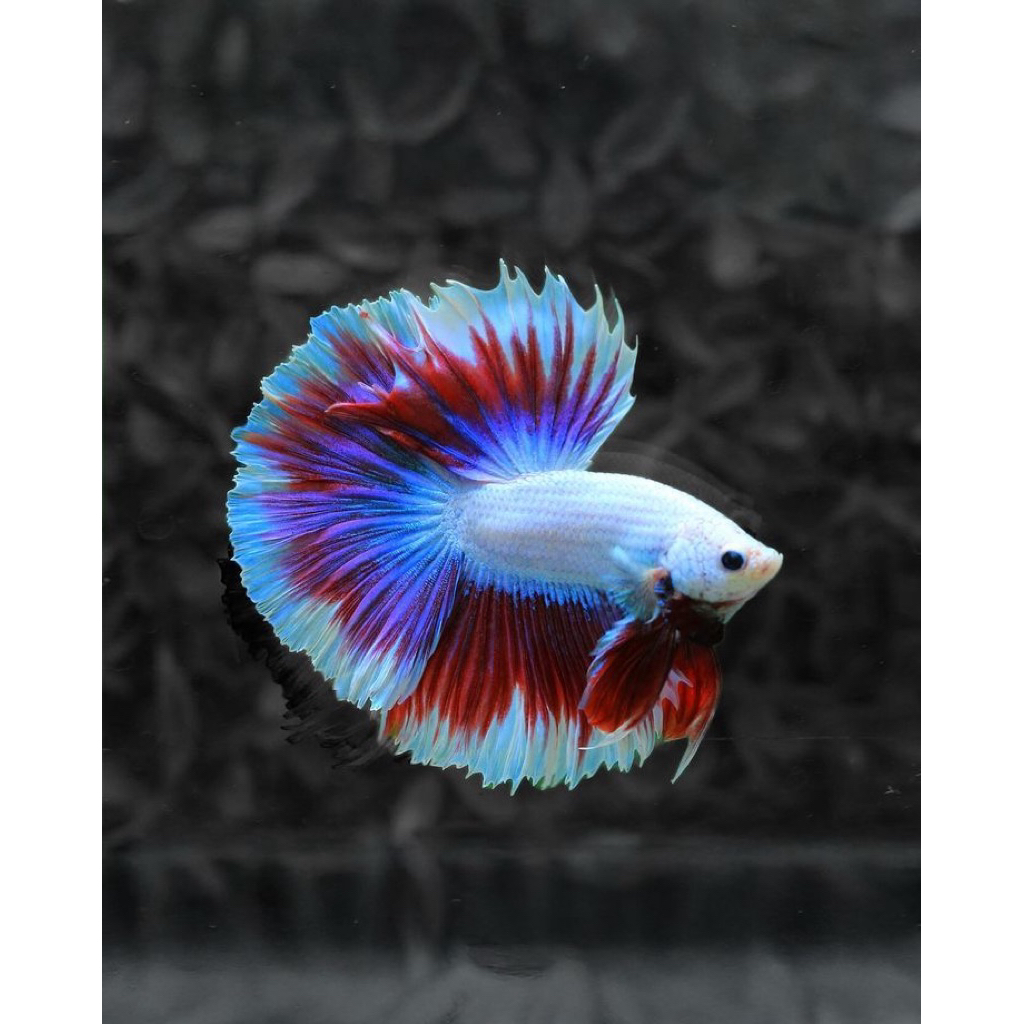 CUPANG HALFMOON JANTAN & BETINA BERGARANSI