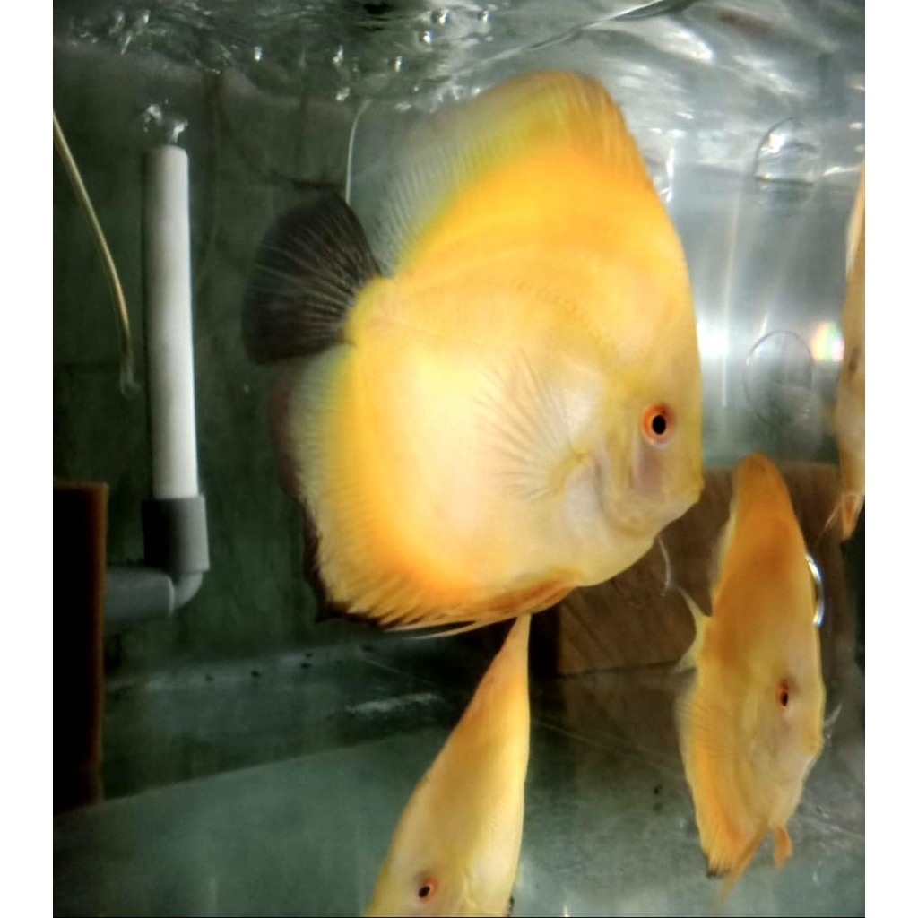 Burayak Yellow Discus induk Berkualitas