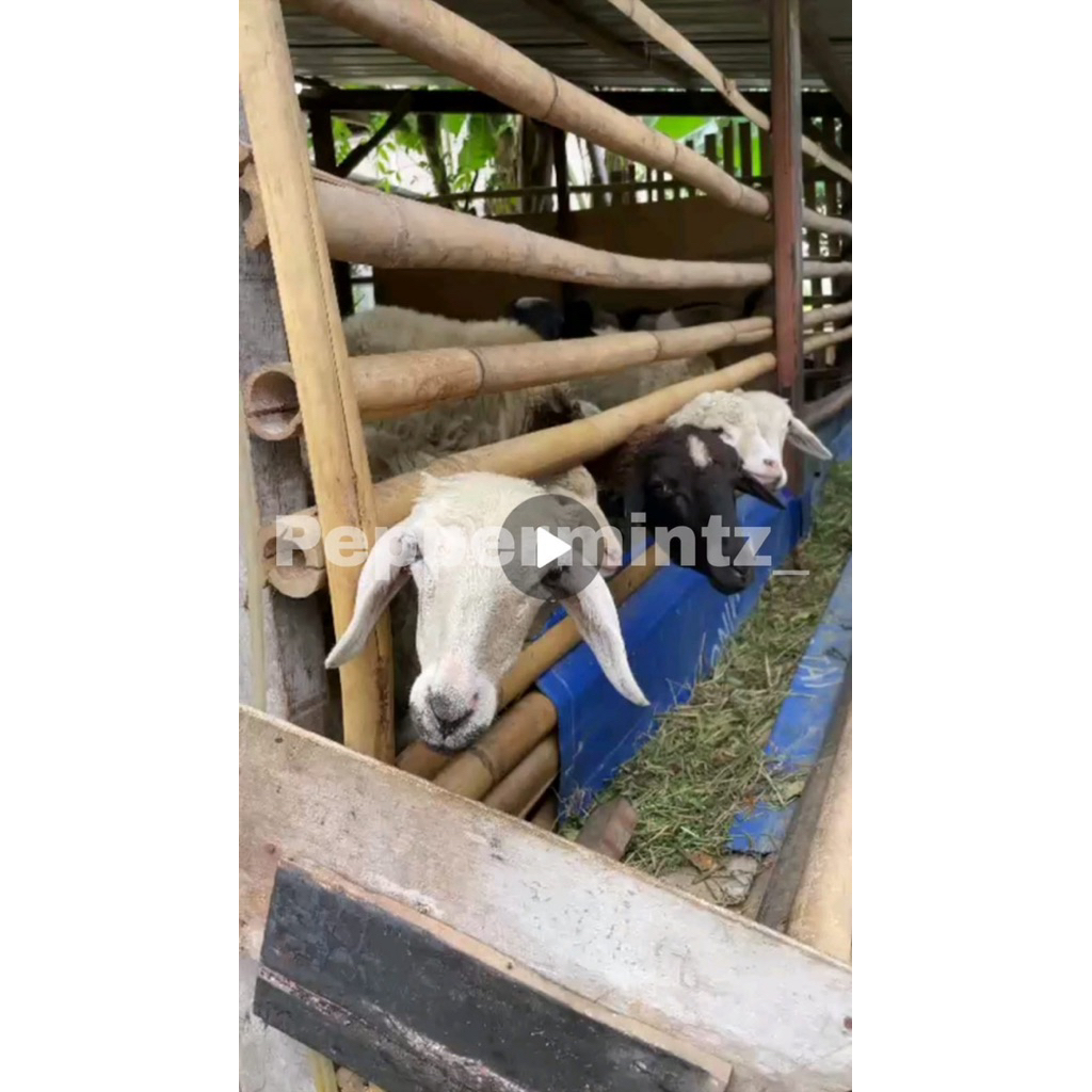 (DISKON IDUL FITRI LEBARAN) Domba Kambing Betina Sehat Aqiqah Sate Beli Borongan Lebih Murah Bisa CO