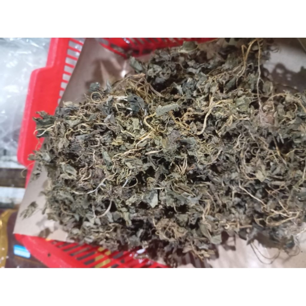 sirih cina kering bahan teh herbal