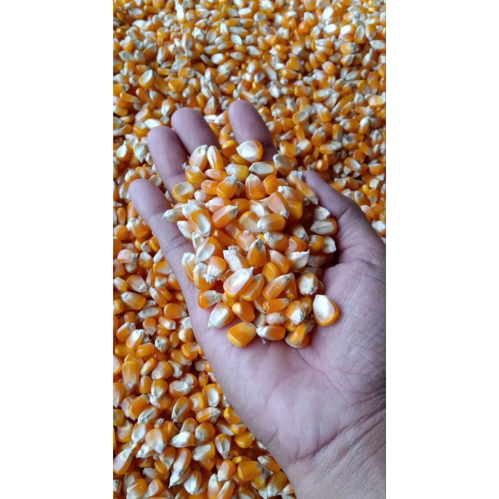 Jagung pipil kering pakan Merpati dan Ayam,proses bersih kemasan (2kg)
