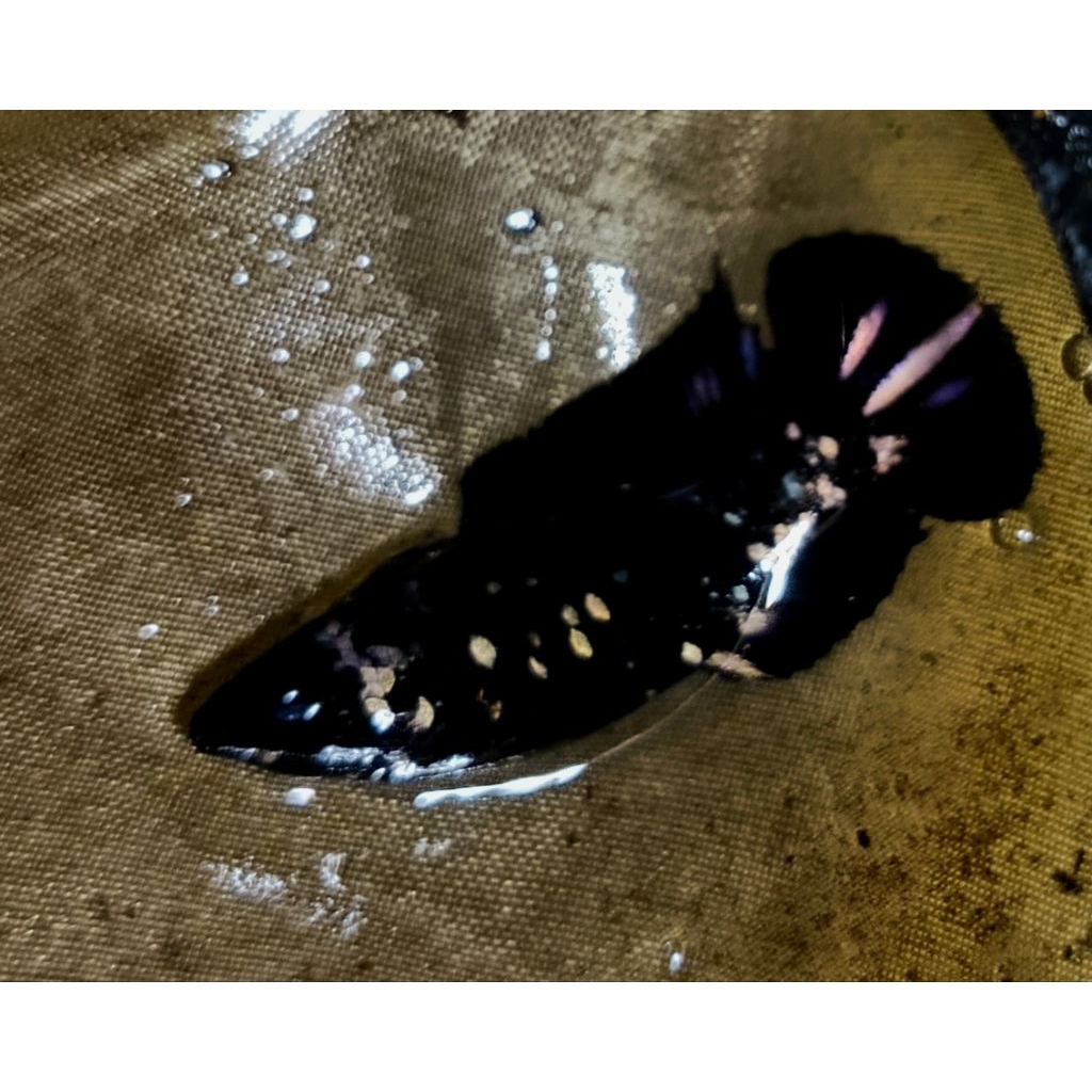 female Avatar cooper mewah