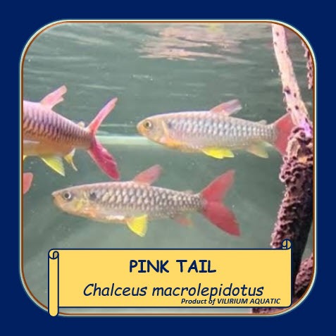 IKAN HIAS AIR TAWAR - PINK TAIL (IKAN TANKMATE PREDATOR)