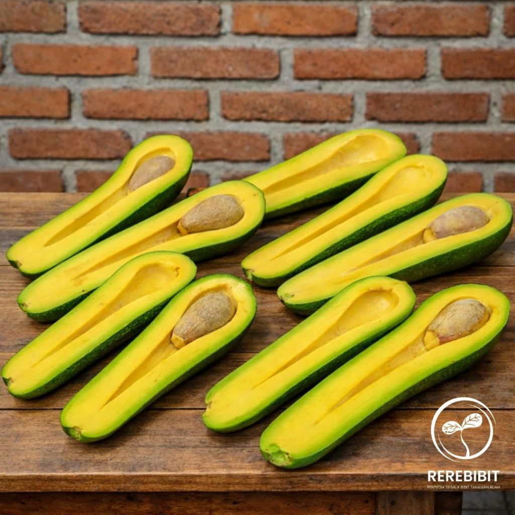 Indukan Alpukat Kelud Siap Berbunga Super Spesial LIVE