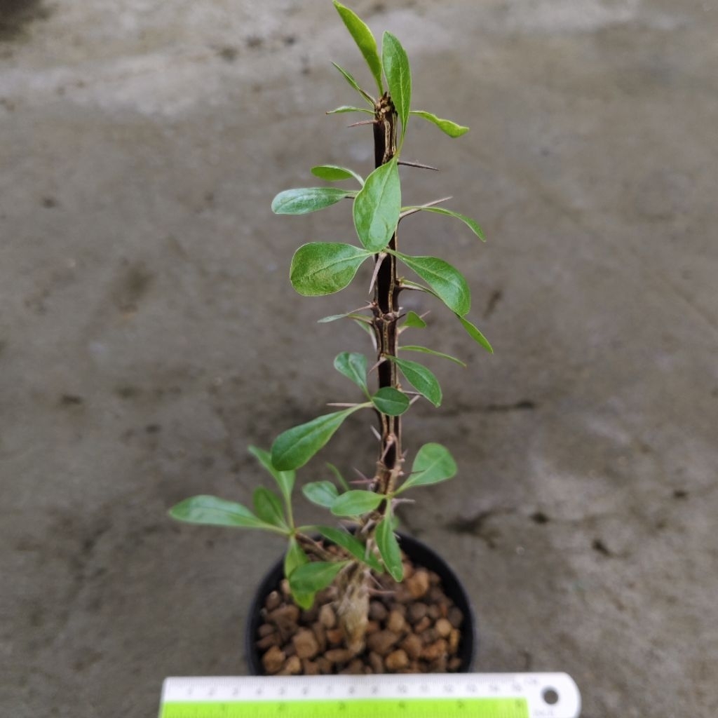 Tanaman Caudex langka Fouquieria macdougallii