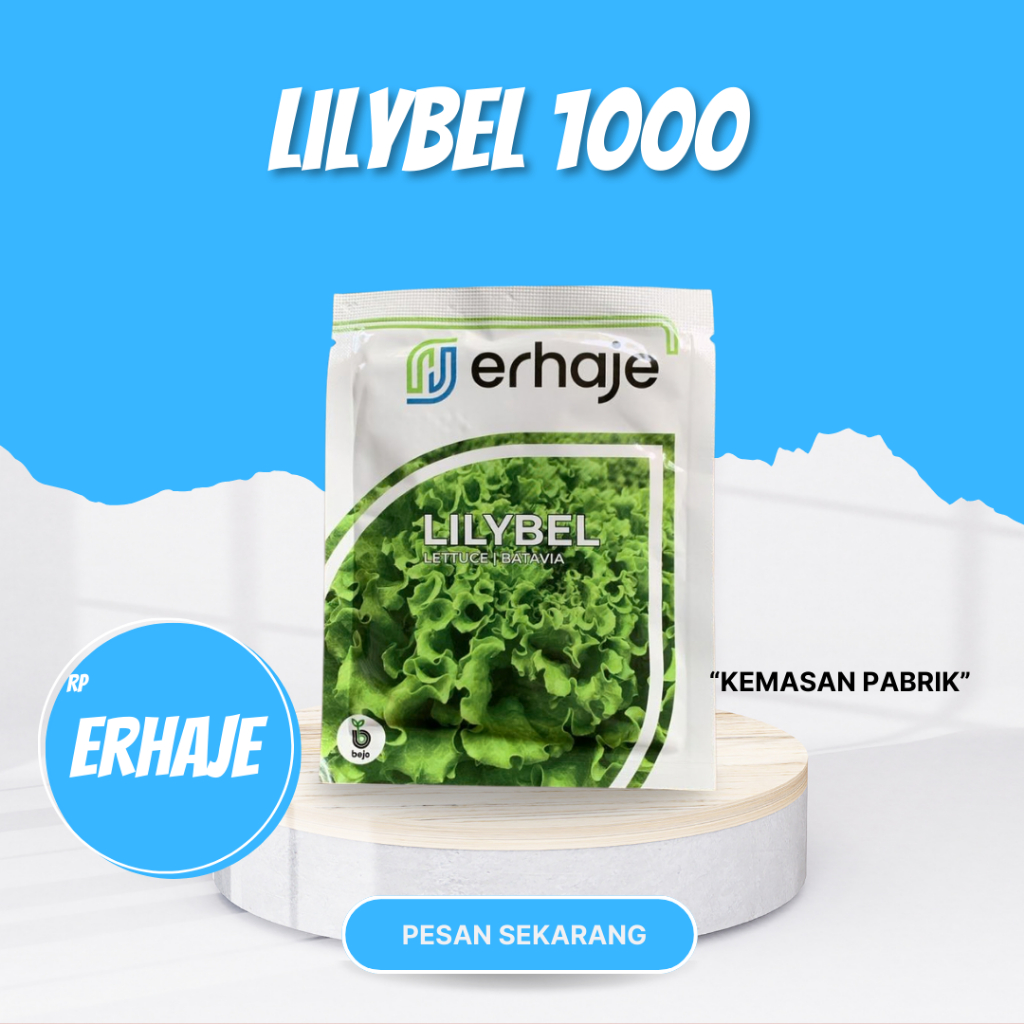 Benih selada batavia bejo lilybel 1000 pils original F1 pabrik