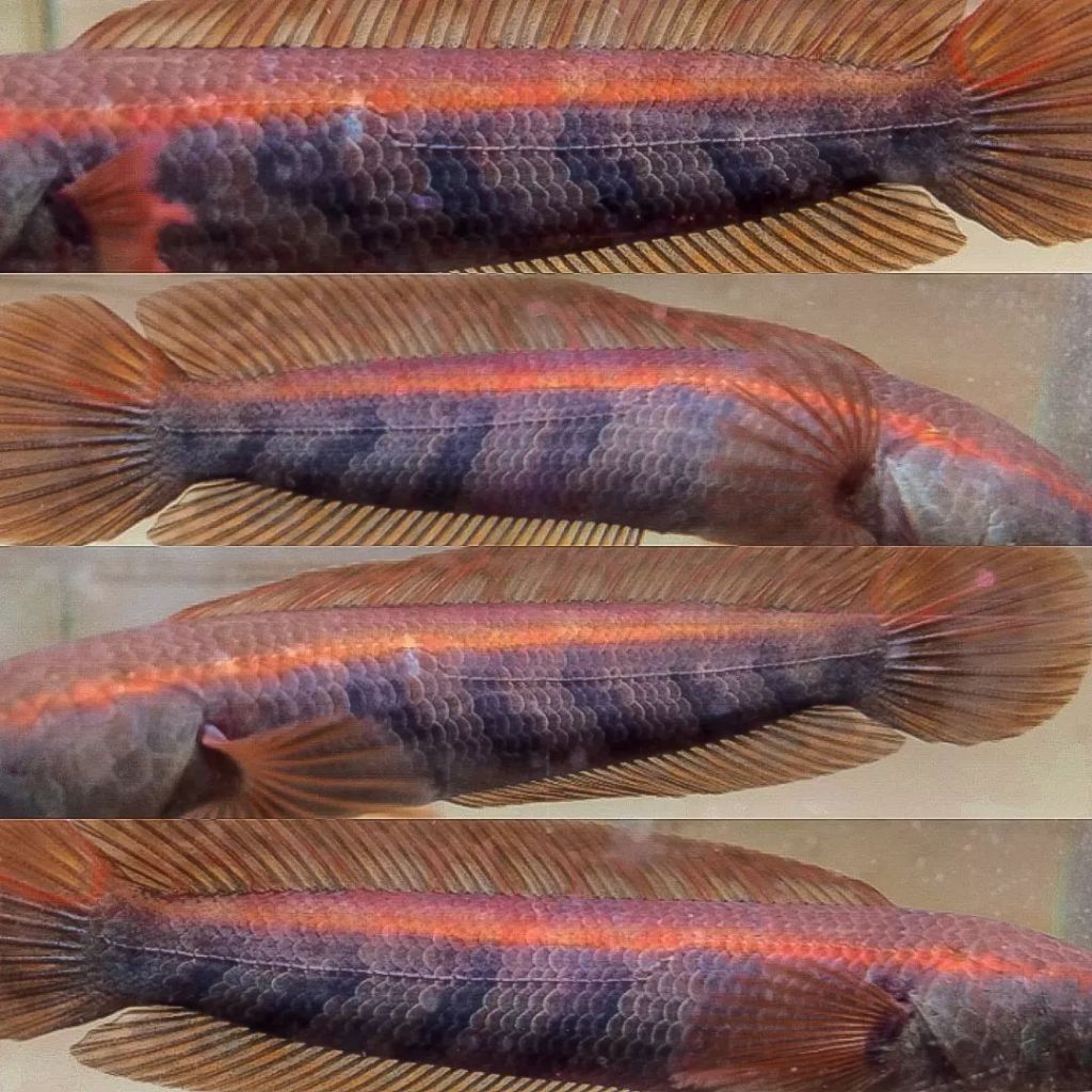 Red Maru Barito/Pbun/Lempuyang 8-10cm Dorsal Batik