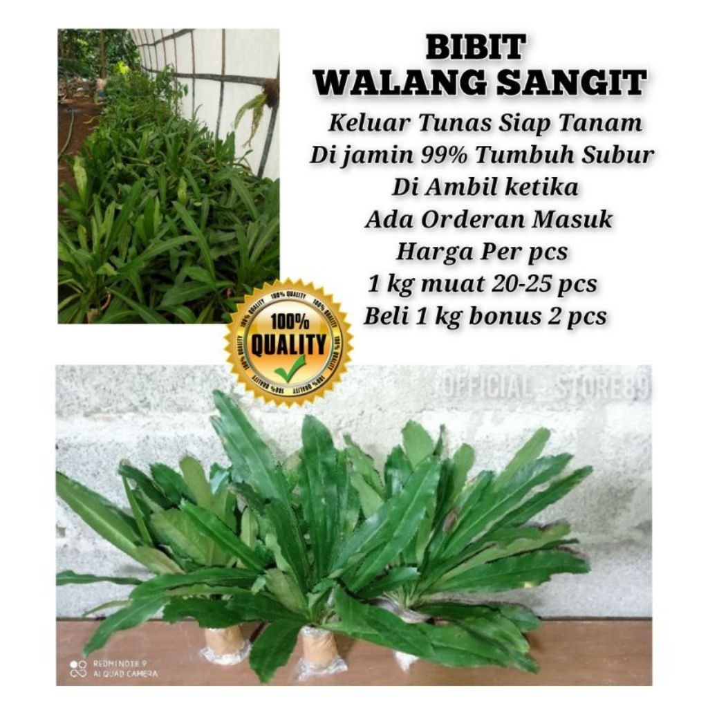 Jual Bibit daun walang tanaman daun walang walang sangit |