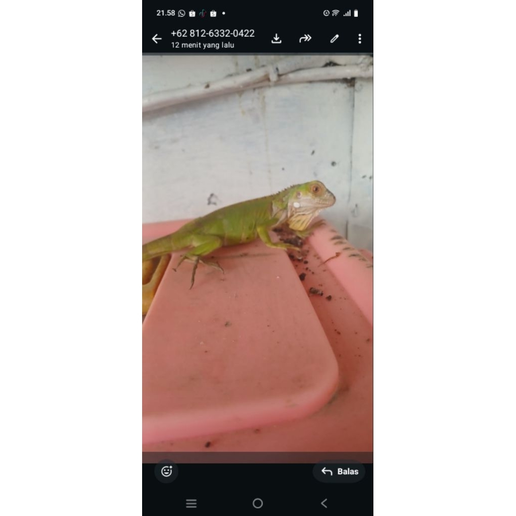 UNIQUE.PS-IGUANA YELLOW GREEN BABY +-30CM