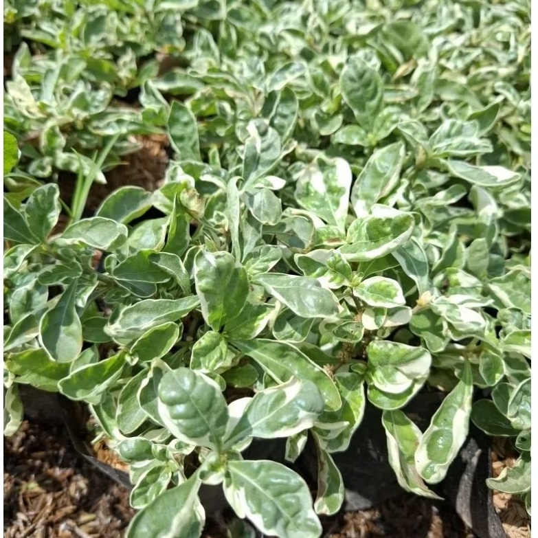 Tanaman Hias Krokot Daun Varigata / Portulaca / Krokot Mawar Putih / Krokot Varigata Hijau Putih / K