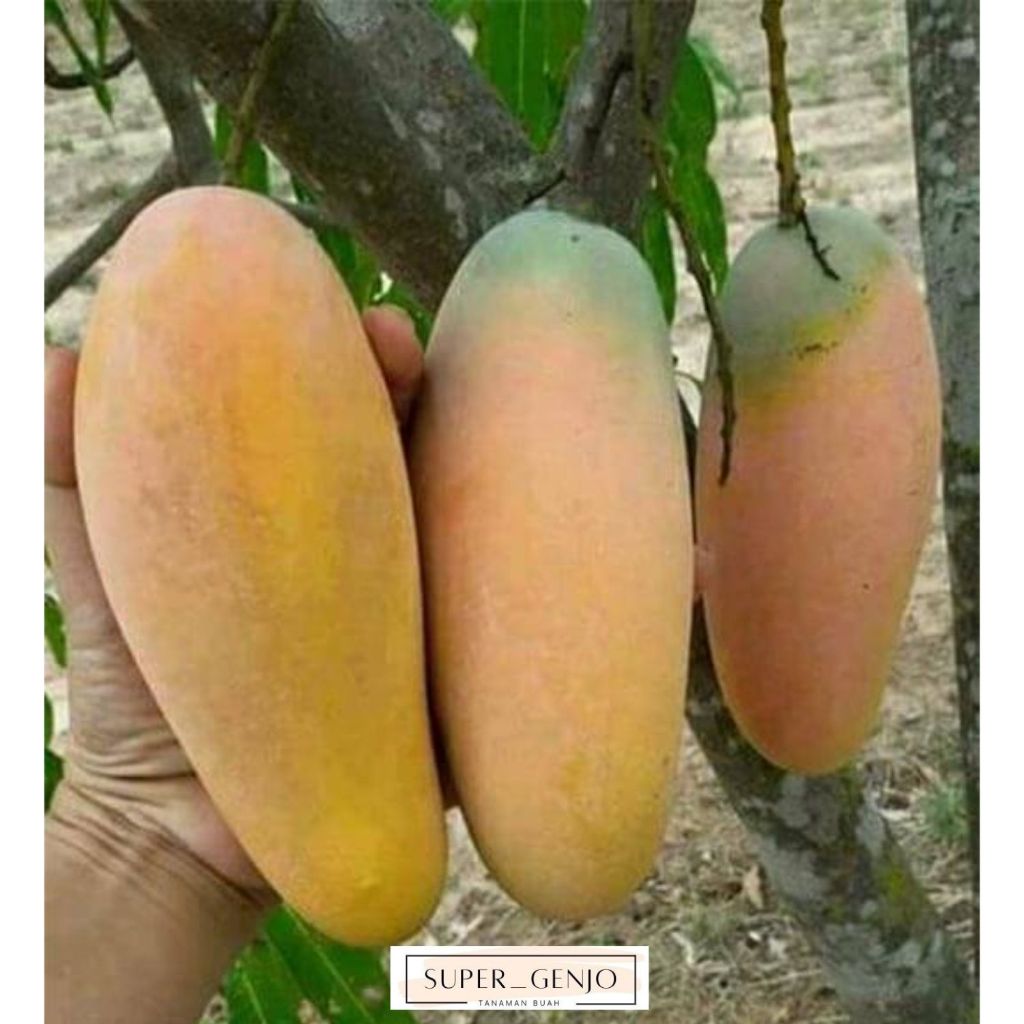 Bibit Mangga Chokanan Asli Thailand Siap Berbuah