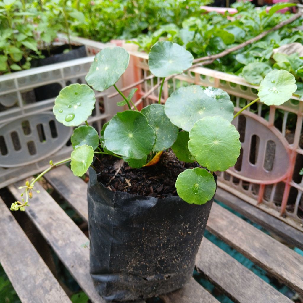 Tanaman Pegagan Air Tanaman Hidup Pegagan