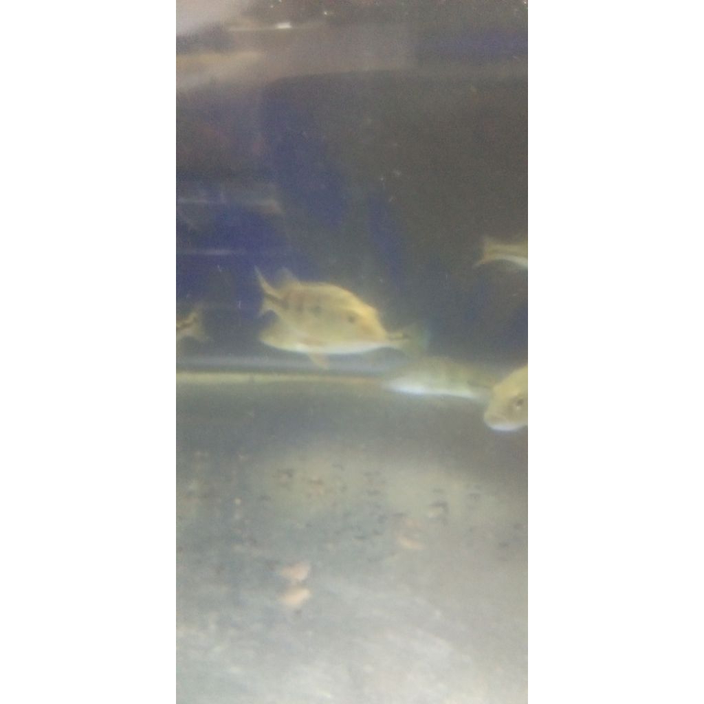 PBASS ORINOCO UKURAN 12-13 CM