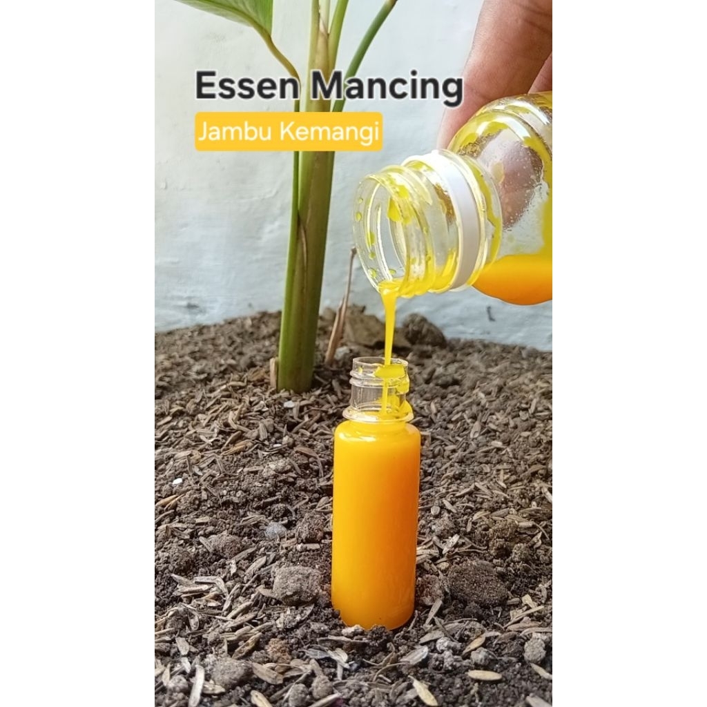 essen mancing /jambu kemangi / essen oplosan