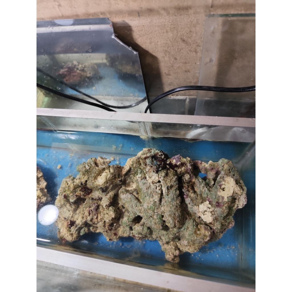 live rock air laut size L, murah aja, wajib sameday,instant